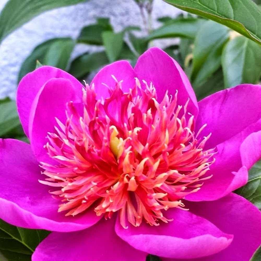 Meet your Posher, Taimy